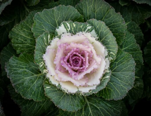 cabbage-6735853_1280