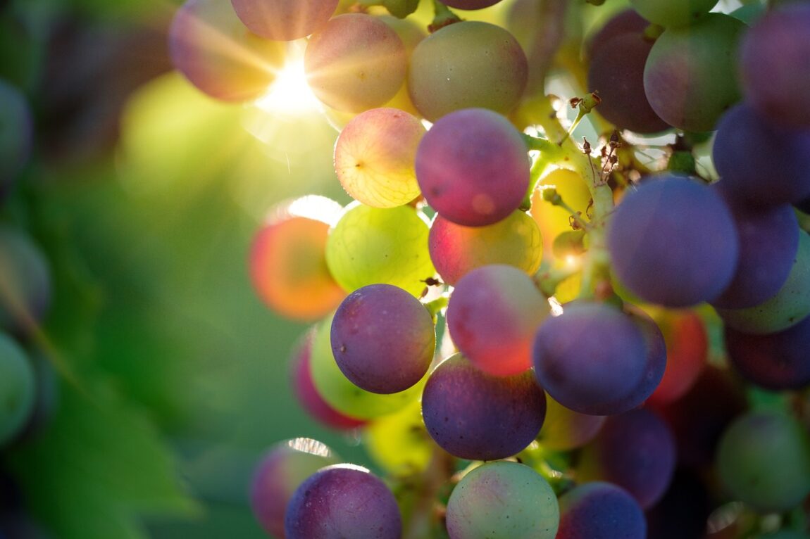 grapes-3550733_1280