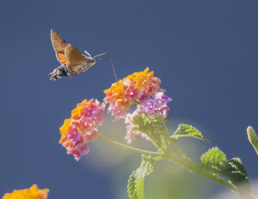 hummingbird-hawkmoth-4811285_1280