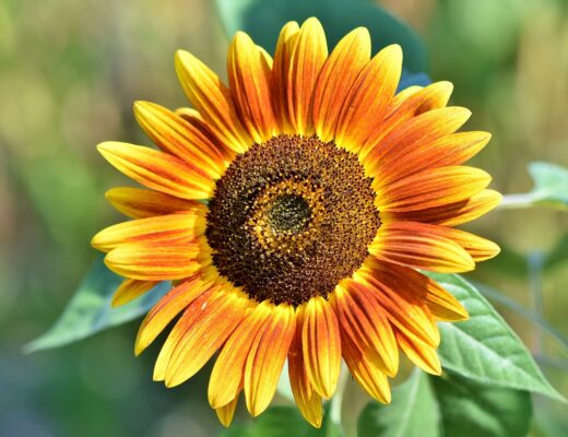 sunflower-3614728_1280