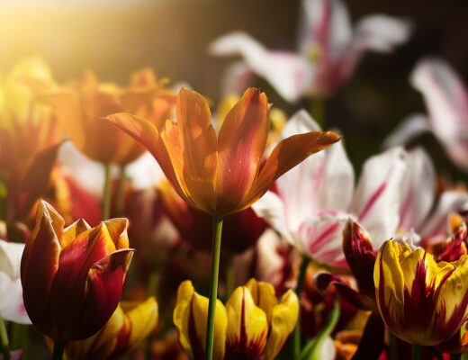 tulips-4933492_1280